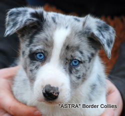 Blue merle Male , smooth to medium coat, border collie puppy